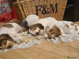 Cocker Spaniel dogs Show Type cocker spaniel puppies for sale - Advert 13
