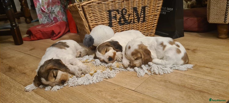 Cocker Spaniel dogs Show Type cocker spaniel puppies for sale - Advert 2