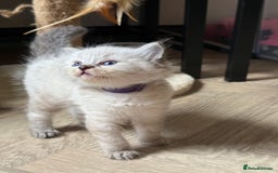 Ragdoll cats for sale: 🐾 Ragdoll kittens - ONE MALE TWO FEMALE LEFT 🐾 - Image 23