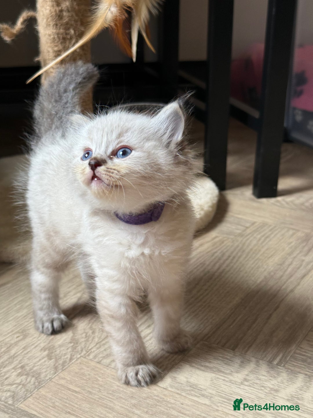 Ragdoll cats for sale: 🐾 Ragdoll kittens - ONE MALE TWO FEMALE LEFT 🐾 - Image 23