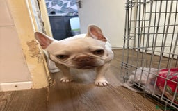French Bulldog dogs for sale: Purebred French Bulldog – 2 Years Old (Female) - Image 10