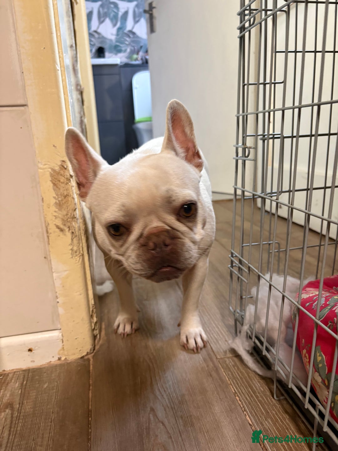 French Bulldog dogs for sale: Purebred French Bulldog – 2 Years Old (Female) - Image 10