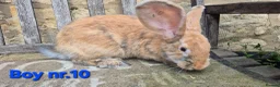 Continental Giant rabbits for sale: VACCINATED Pure Continental Giant  - Advert 11