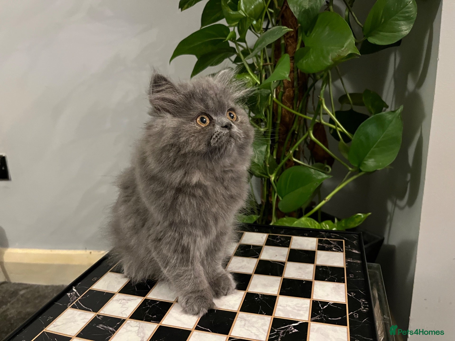 Persian cats READY NOW - SUPER PLAYFUL BLUE PERSIAN GIRL  - Advert 1