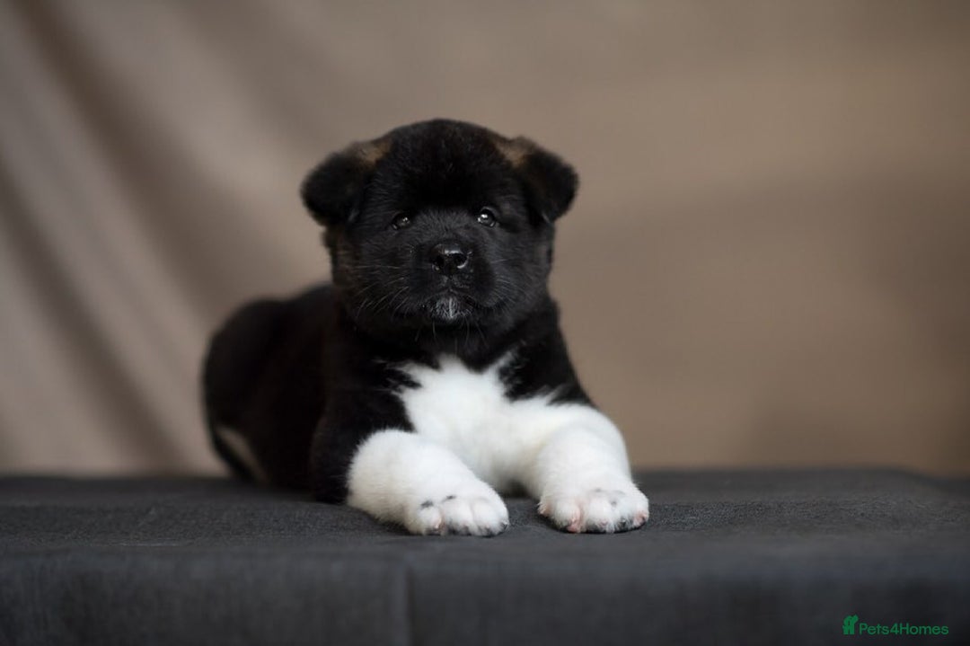 Akita dogs for sale: Akita puppies for sale  - Image 1