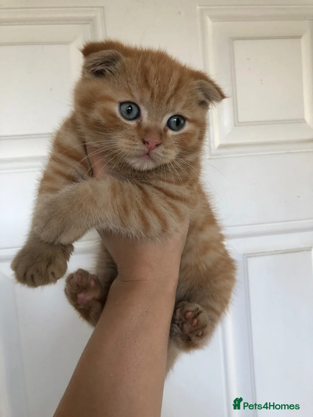 Scottish Fold cats for sale: Adorable half Scottish fold kittens (mixbreed) in Cleckheaton - Advert 7