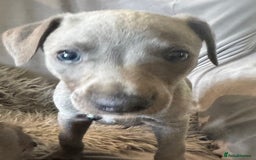 Whippet dogs for sale: Beautiful KC Reg Blue Whippet puppies - Image 31