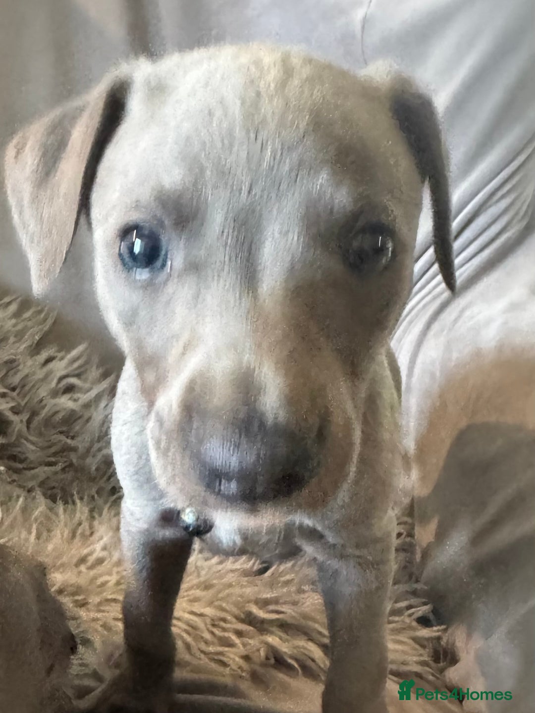 Whippet dogs for sale: Beautiful KC Reg Blue Whippet puppies - Image 31
