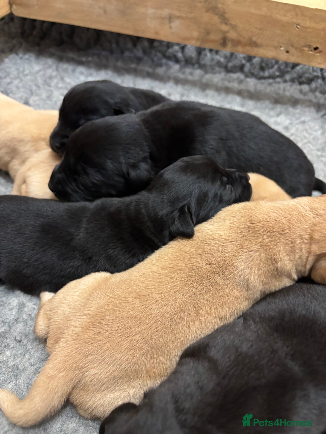 Labrador Retriever dogs for sale: Beautiful yellow & black Labrador pups (KC Reg) - Advert 9
