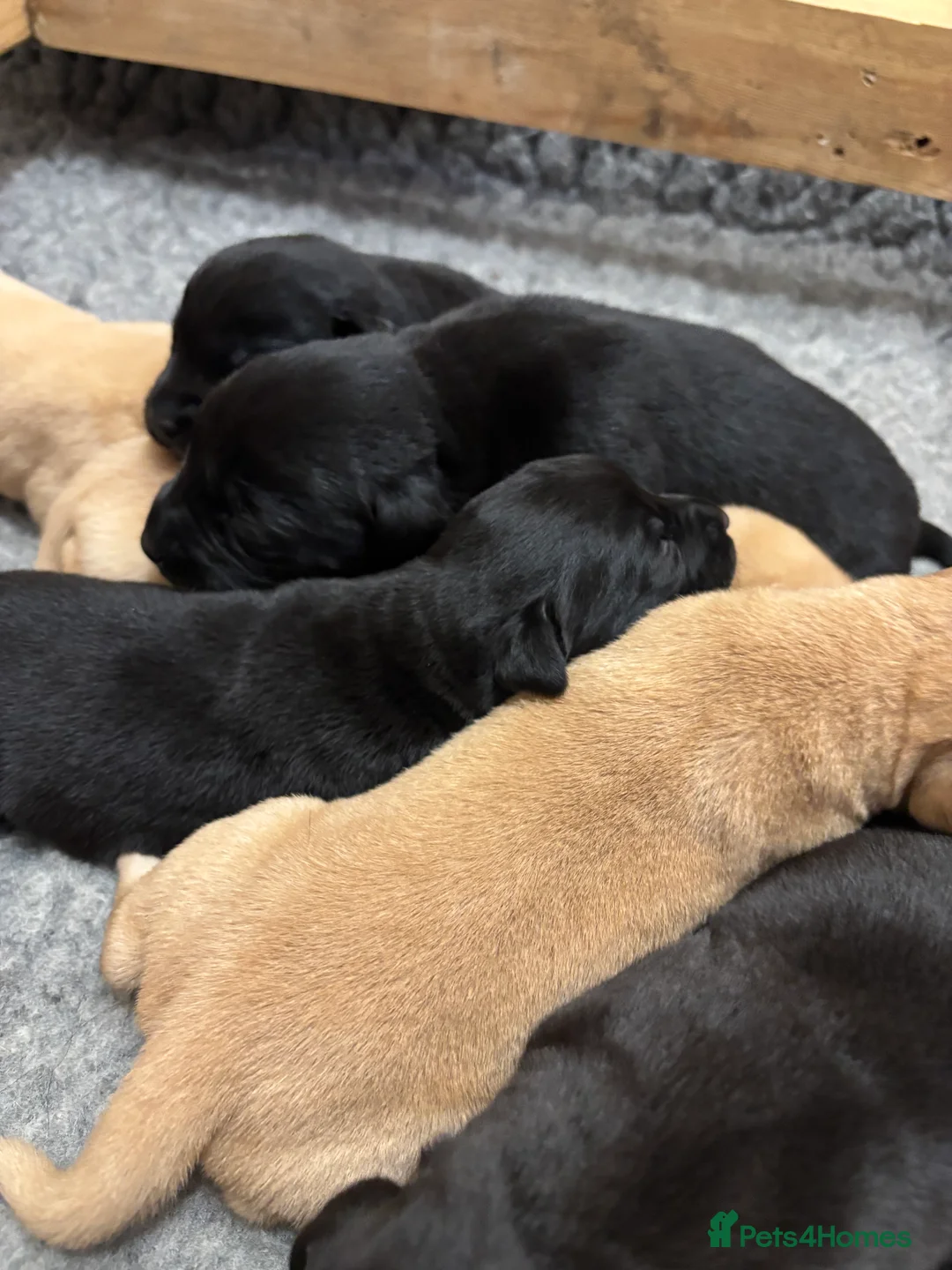 Labrador Retriever dogs for sale: Ready now! Beautiful Labrador pups (KC Reg) - Advert 23