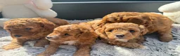 Cavapoochon dogs for sale: Toy cavapoochon puppies for sale  - Advert 8