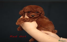 Toy Poodle dogs for sale: READY TO GO ASIAN DARK RED TOY POODLE PUPPIES - Image 10
