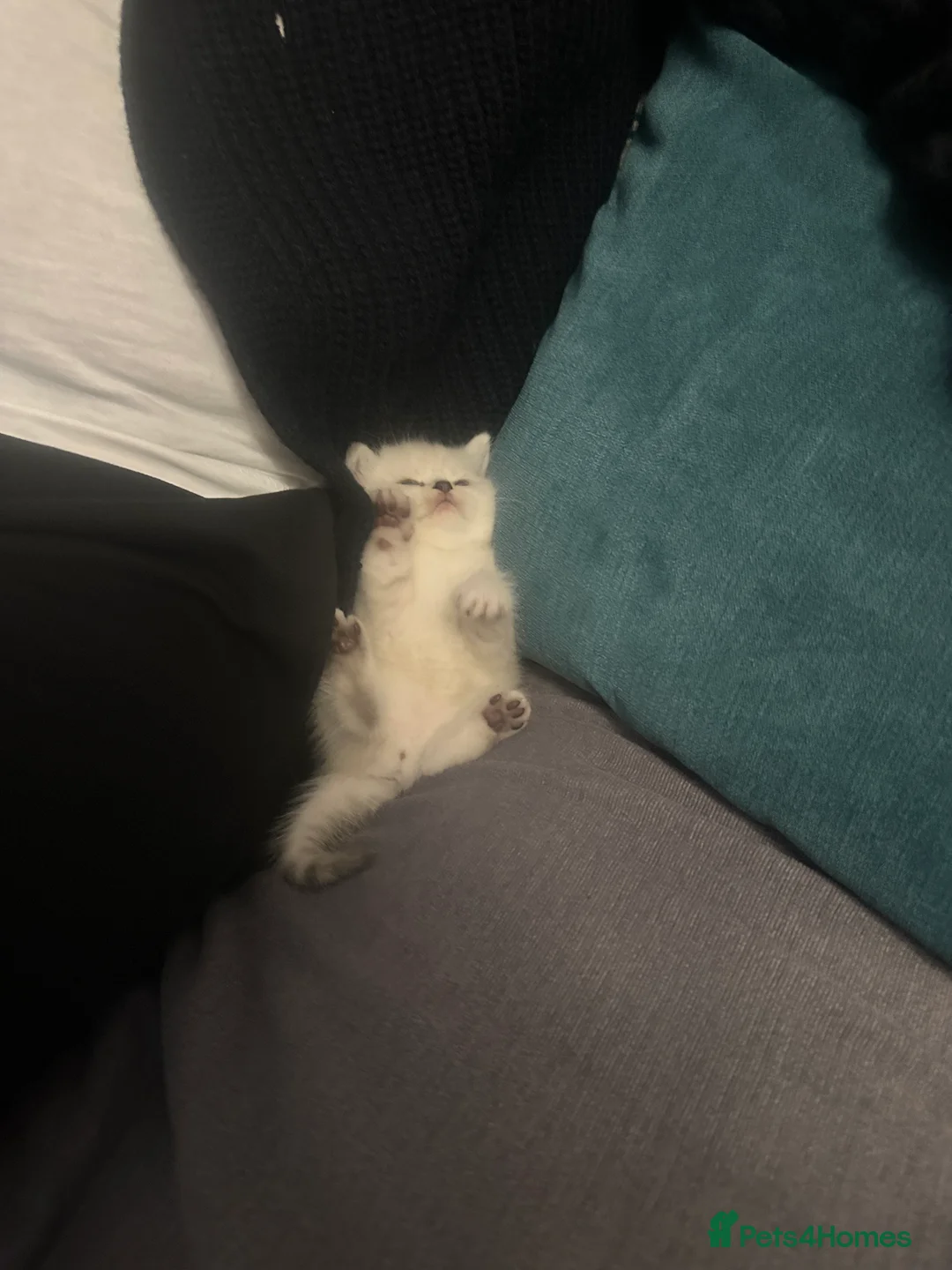 Scottish Fold cats for sale: Sweet & Playful Kittens Looking for Forever Homes in Enfield - Advert 2