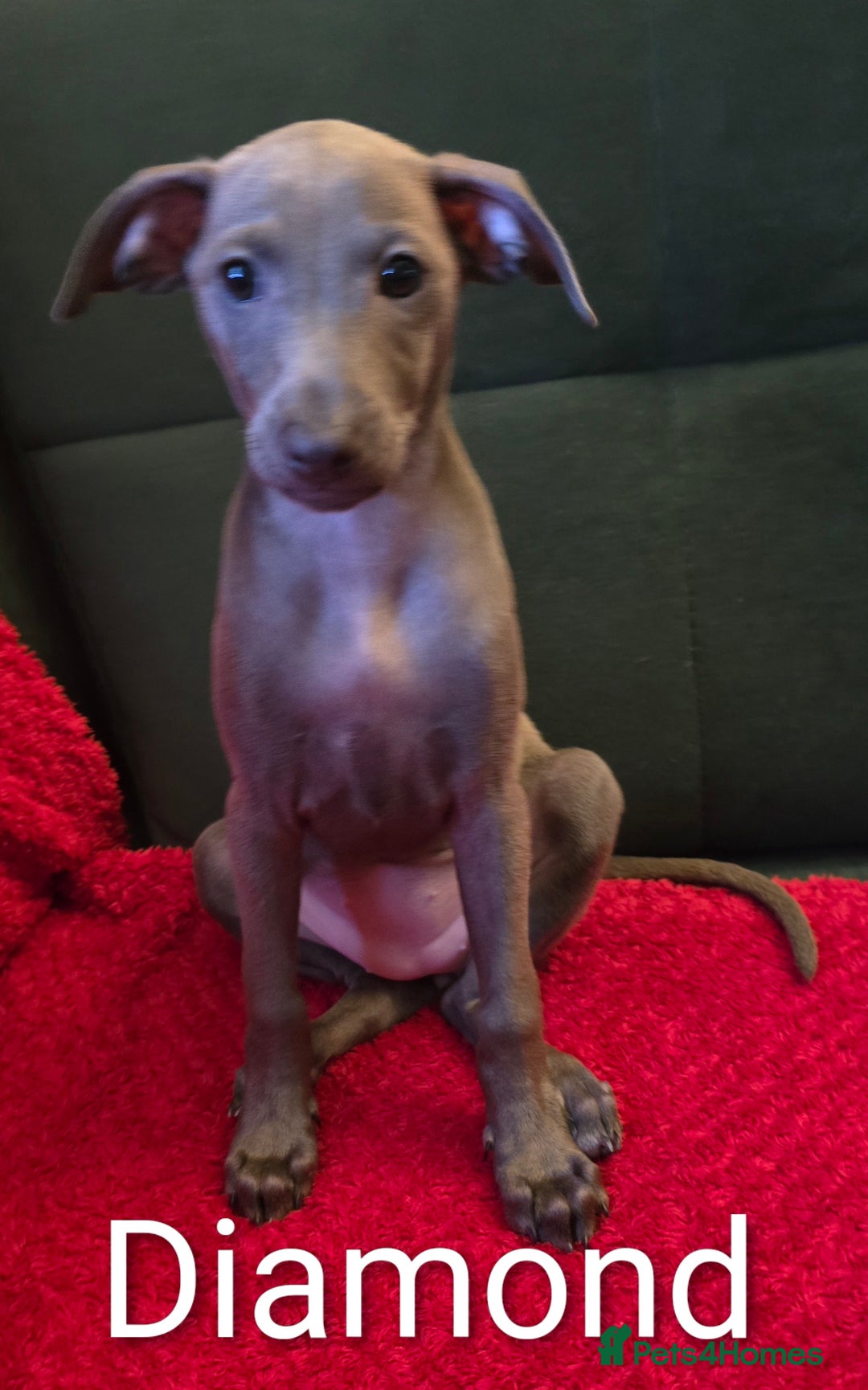 Italian Greyhound dogs for sale: KC regist. Beautiful girl  Italian Greyhound  - Image 1