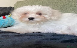 Maltipoo dogs for sale: maltipoo puppies for sale  - Image 20