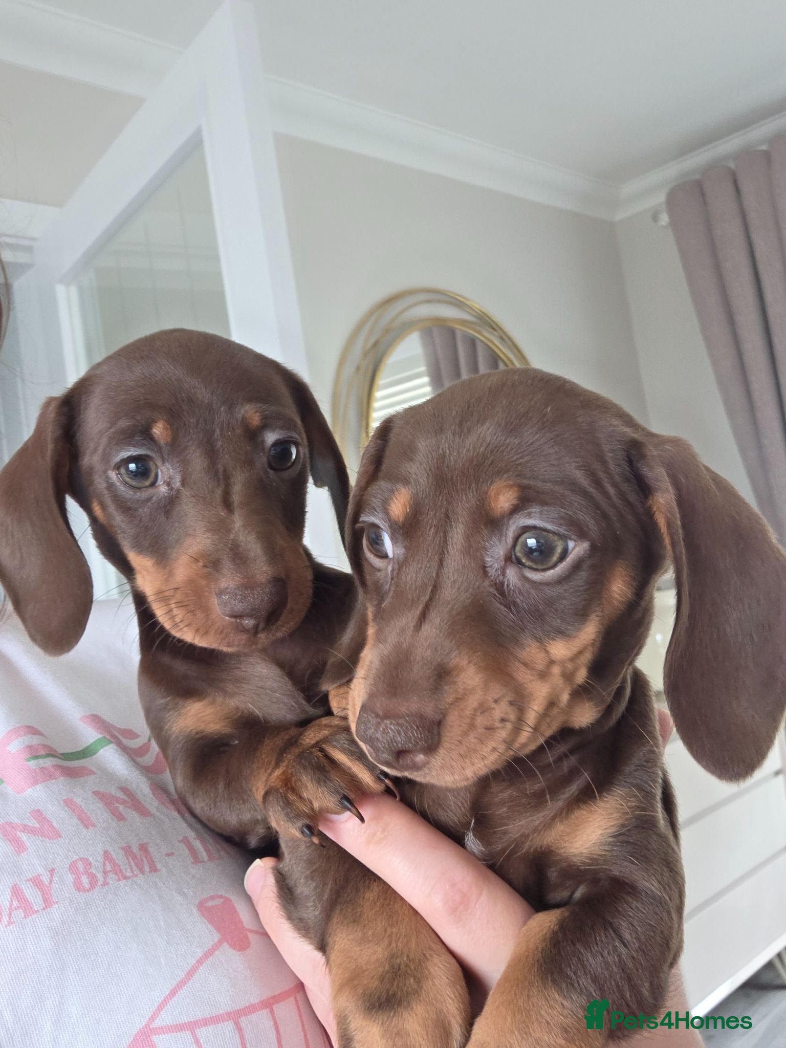 Miniature Dachshund dogs Mini dachshund pups ready to leave - Advert 1