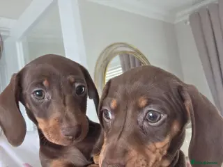 Miniature Dachshund dogs Mini dachshund pups ready to leave - Advert 1