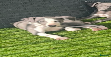 Whippet dogs - Advert 1