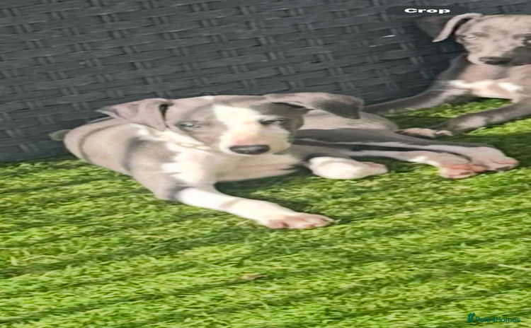 Whippet dogs - Advert 2