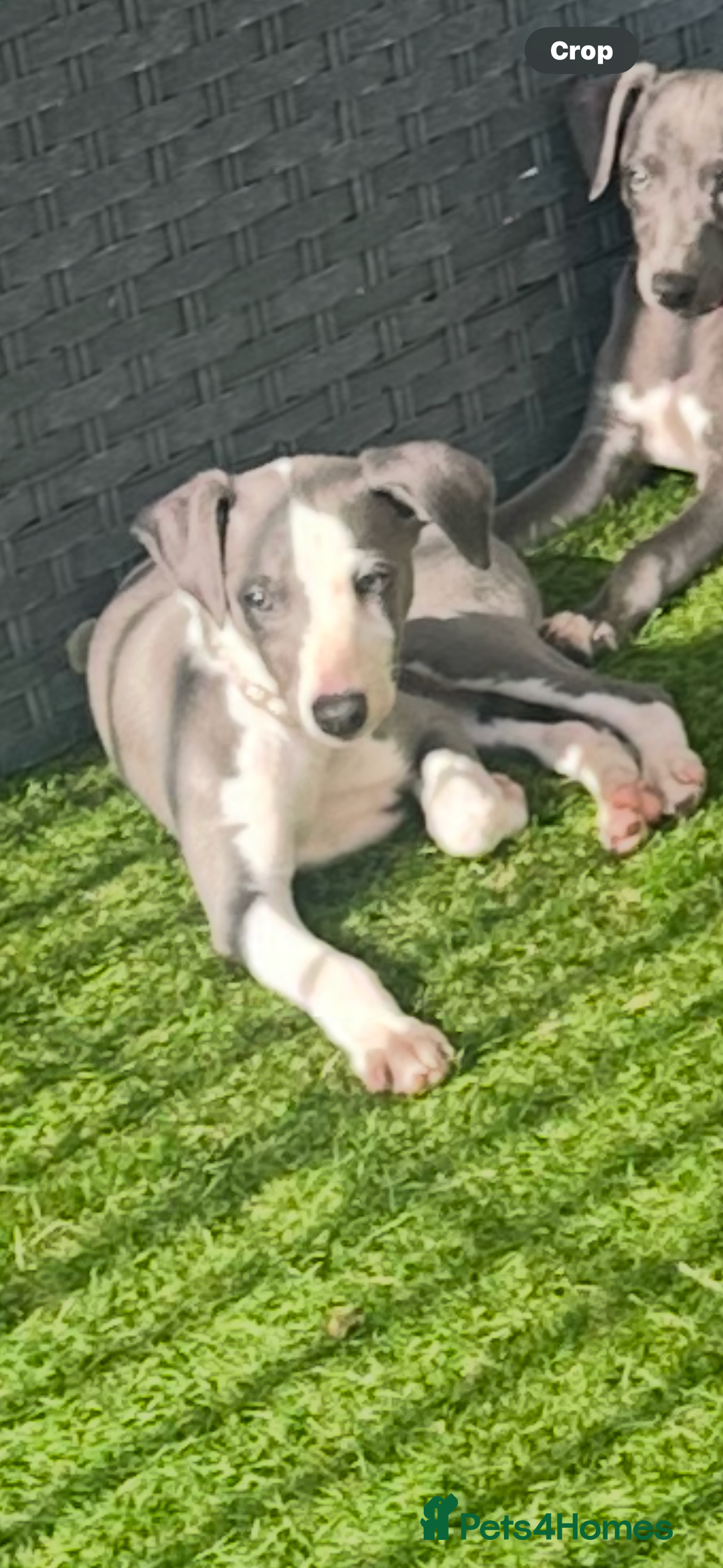 Whippet dogs for sale: ready now Kc reg heart and eye tested parents   - Image 3