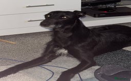 Lurcher dogs for sale: Four-year-old lurcher for sale - Image 4