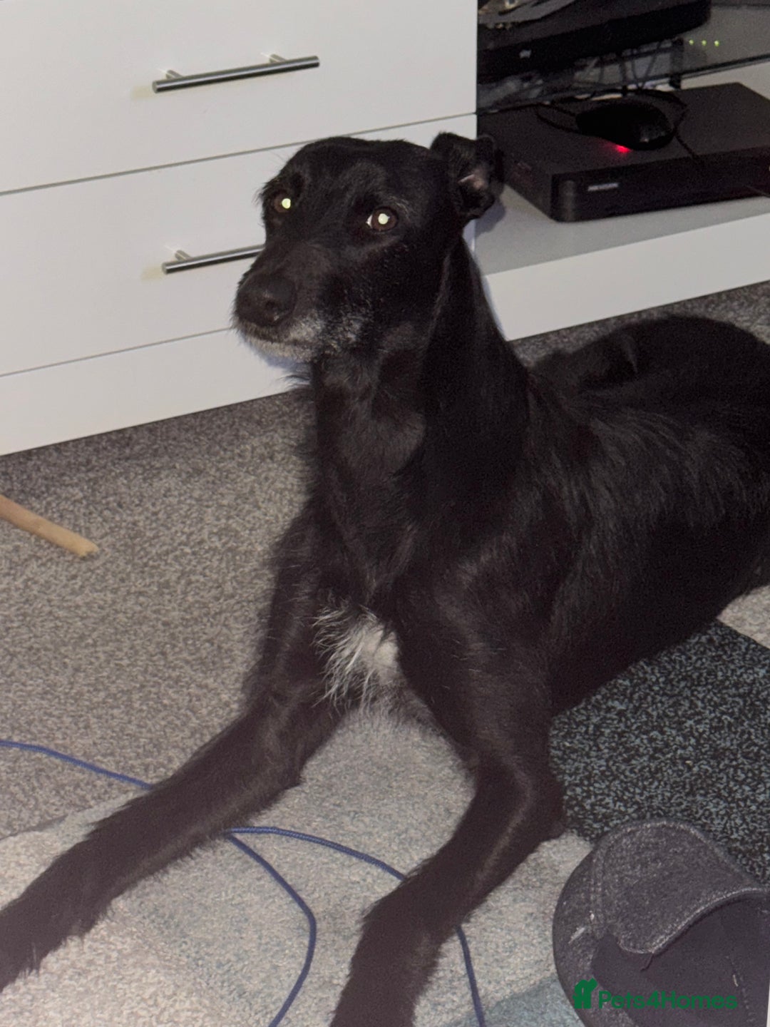 Lurcher dogs for sale: Four-year-old lurcher for sale - Image 4