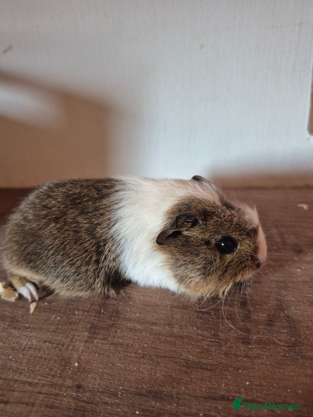 Guinea Pig rodents for sale: Piggies ready to go! - Image 6