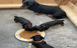 Miniature Dachshund dogs for sale: Miniature Dachshund Puppies   in Pontefract - Image 31