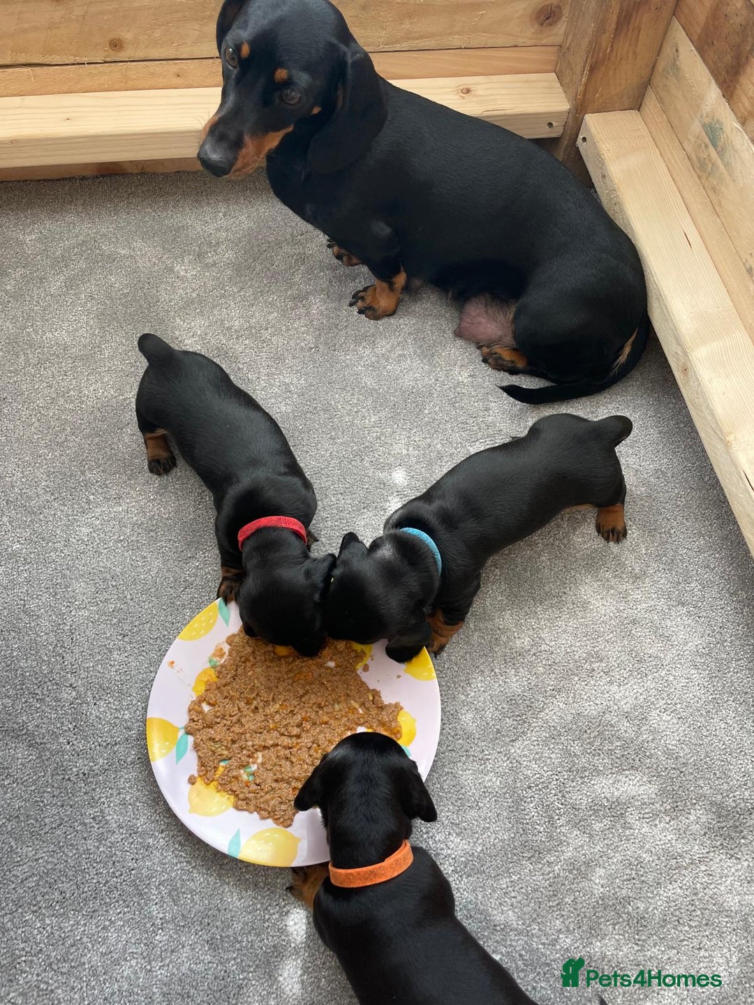 Miniature Dachshund dogs for sale: Miniature Dachshund Puppies   in Pontefract - Image 31