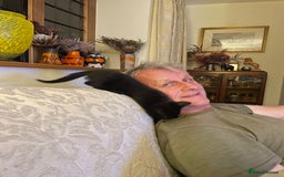 Mixed Breed cats for sale: Russian blue cross black and tabby kittens  - Advert 2