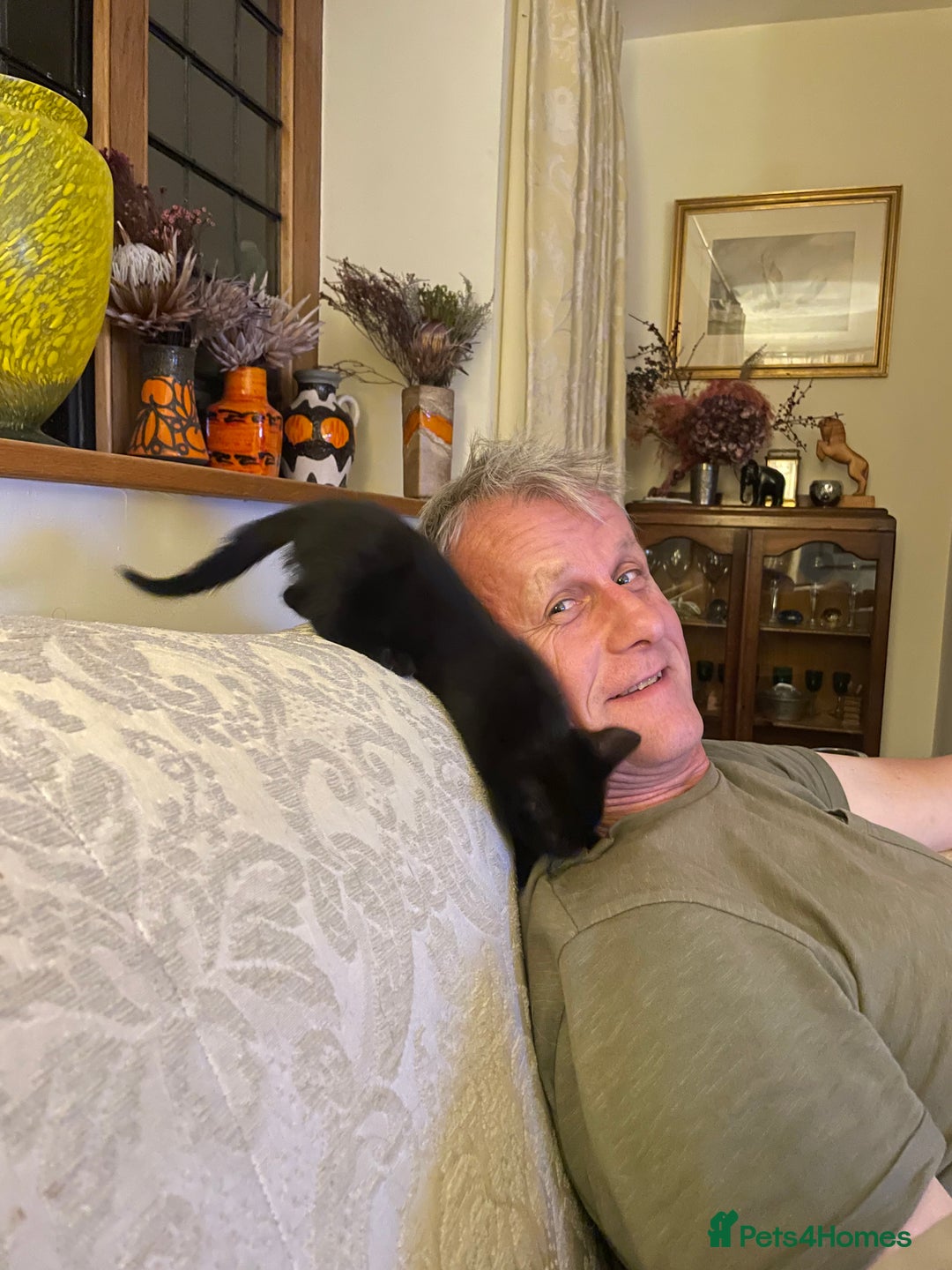 Mixed Breed cats for sale: Russian blue cross black and tabby kittens  - Advert 2