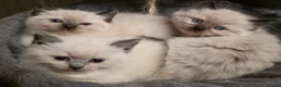 Ragdoll cats for sale: Ragdoll Kittens - Advert 9