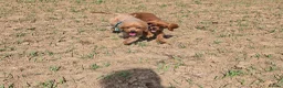 Cavalier King Charles Spaniel dogs for sale: Female cavalier and cavapoo for rehome - Advert 7