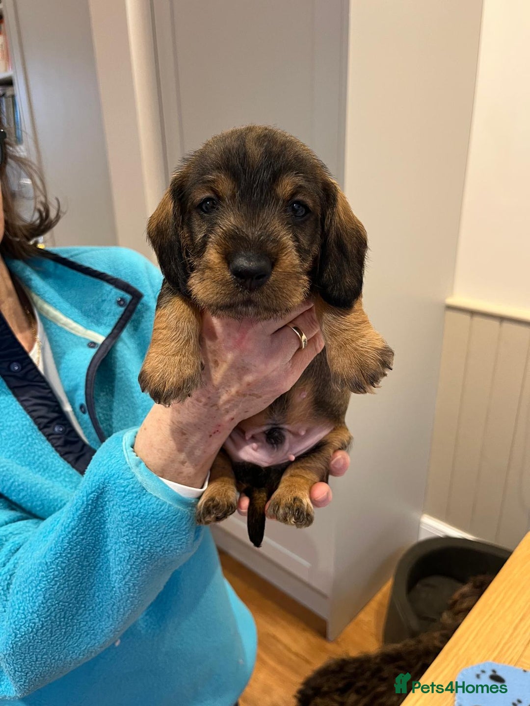Dachshund dogs for sale: Standard Wire Haired Dachshund puppies - Advert 12