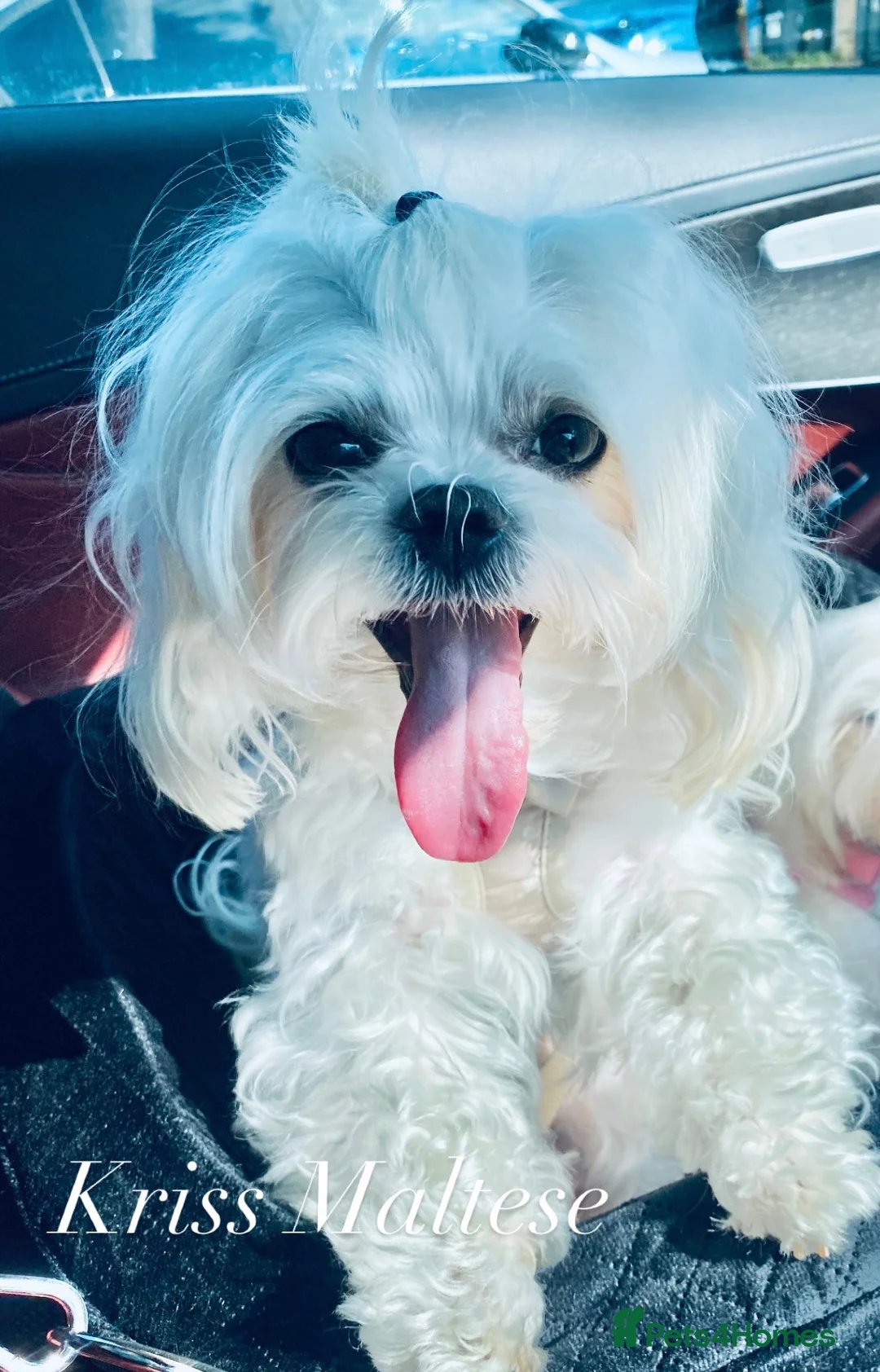 Maltese dogs for stud: 🌟Stunning KC Reg Korean Maltese boy for STUD - Advert 2