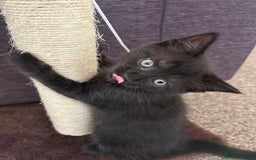 Mixed Breed cats for sale: Three lovely mixed breed kittens - Image 15
