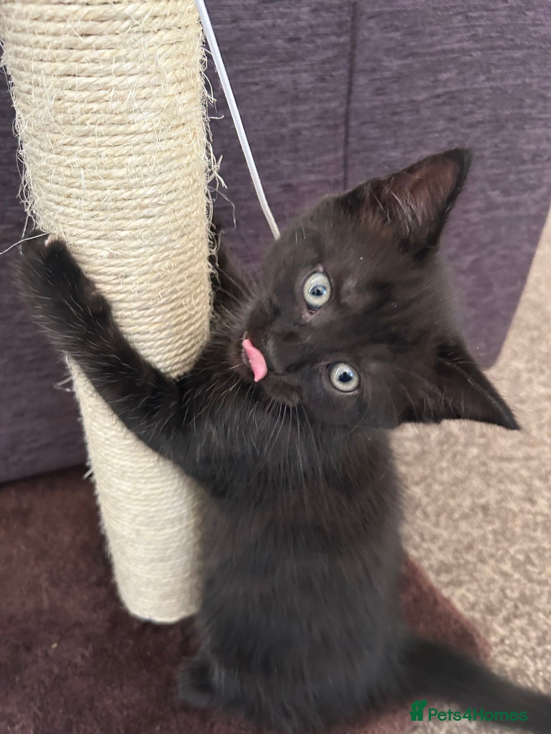 Mixed Breed cats for sale: Three lovely mixed breed kittens - Image 15