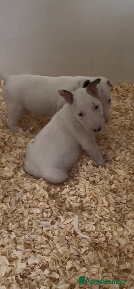 Bull Terrier dogs for sale:  🇬🇧 BULLYVIEW BULL TERRIERS🇬🇧 - Advert 2