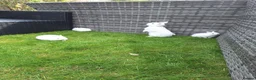 Netherland Dwarf rabbits for sale: Bunny mixed - Advert 2