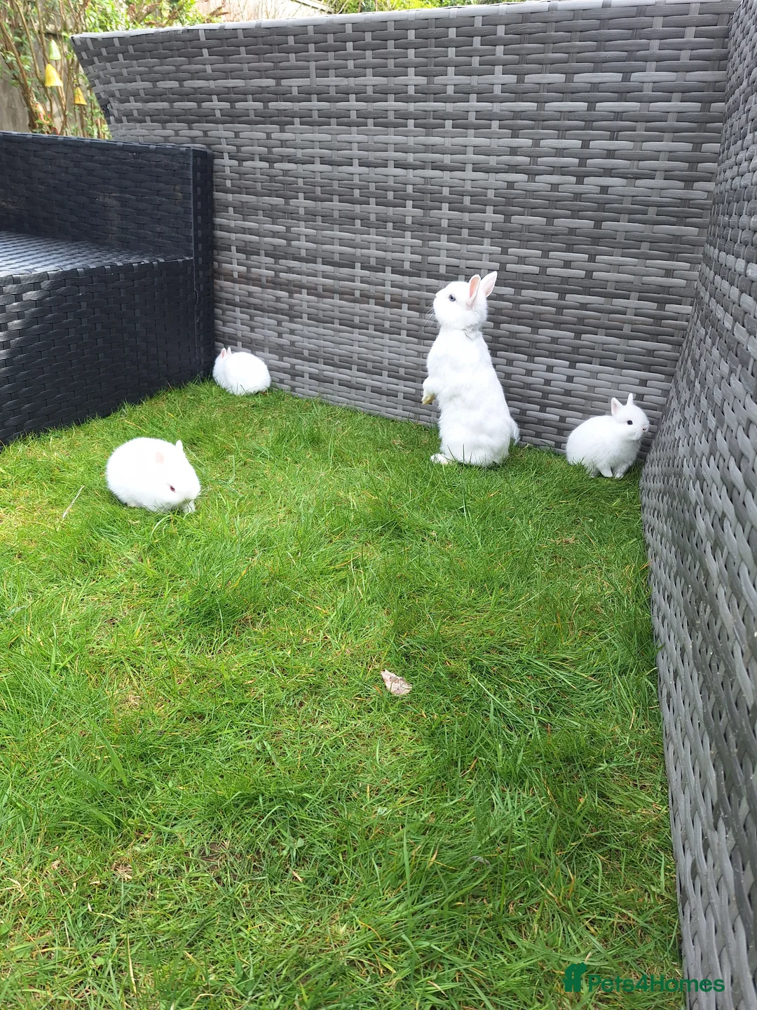 Netherland Dwarf rabbits for sale: Bunny mixed - Advert 2