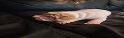 Shar Pei dogs for sale: Adorble shar pei puppts in Dagenham - Advert 12