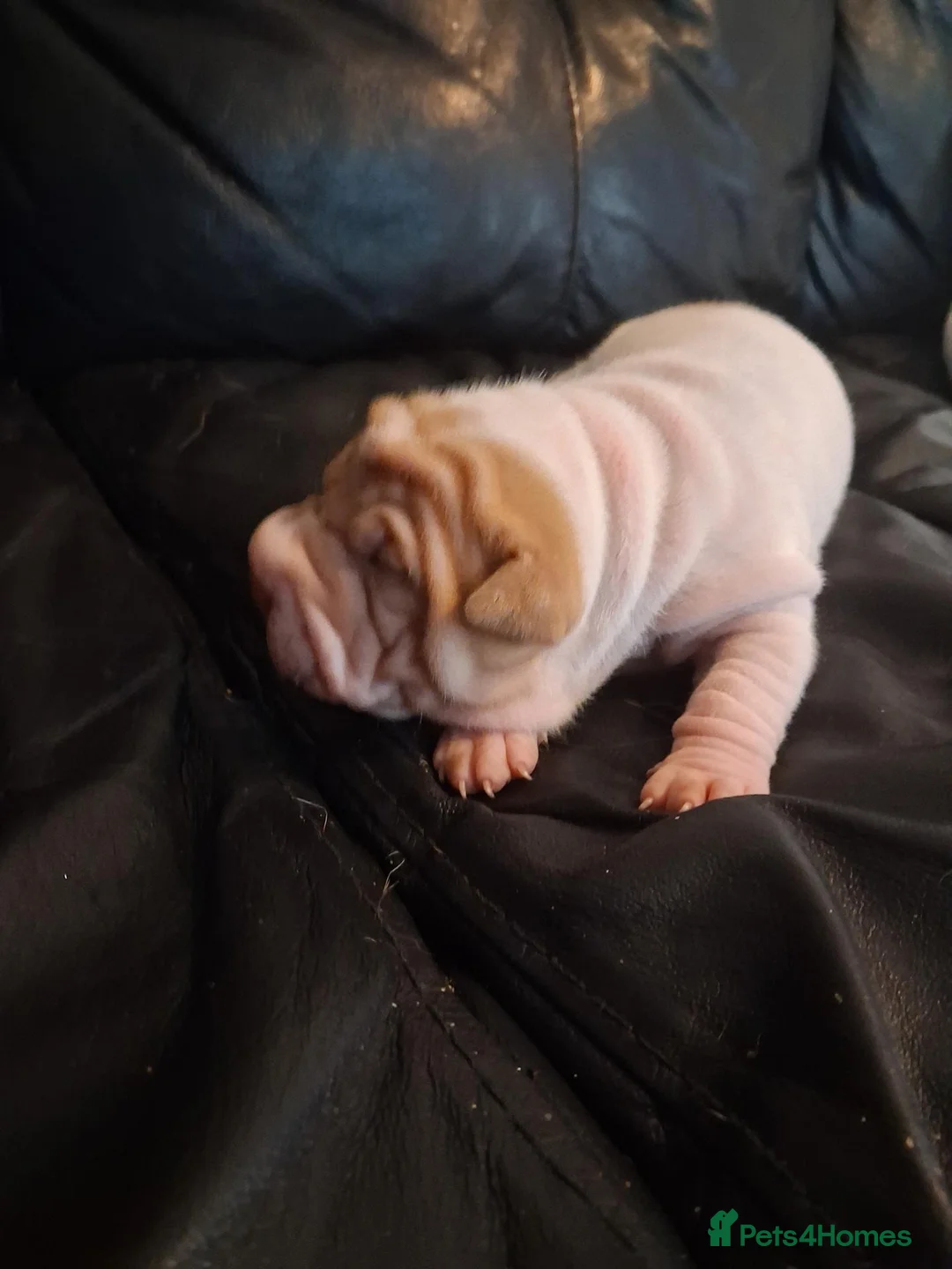 Shar Pei dogs for sale: Adorble shar pei puppts in Dagenham - Advert 12