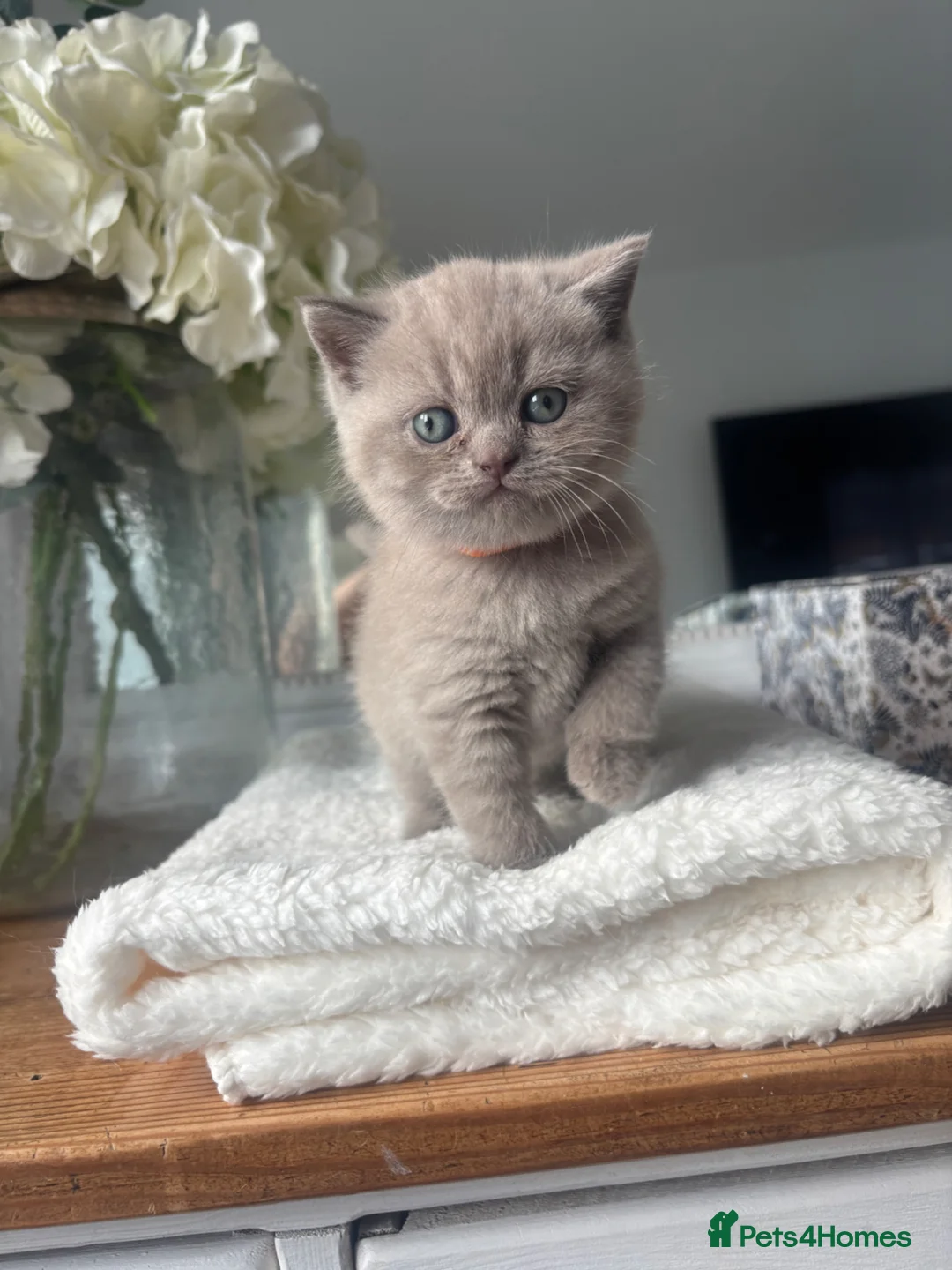 British Shorthair cats for sale: Stunning Lilac BSH Kittens GCCF -1 available  - Advert 1