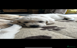 Golden Retriever dogs for sale: Golden retriever pups  - Image 5