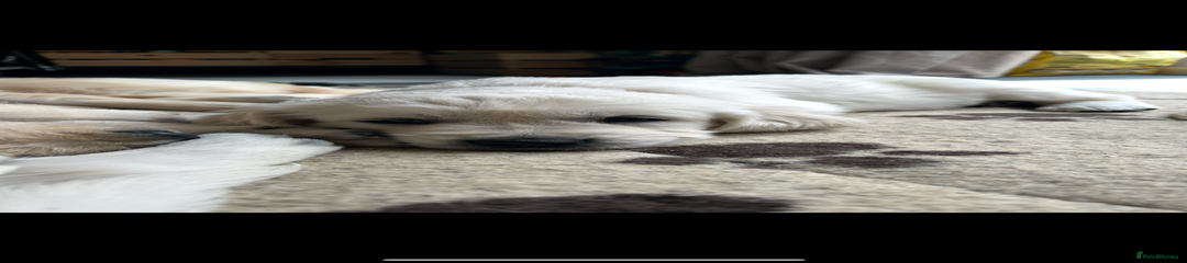 Golden Retriever Puppy 1