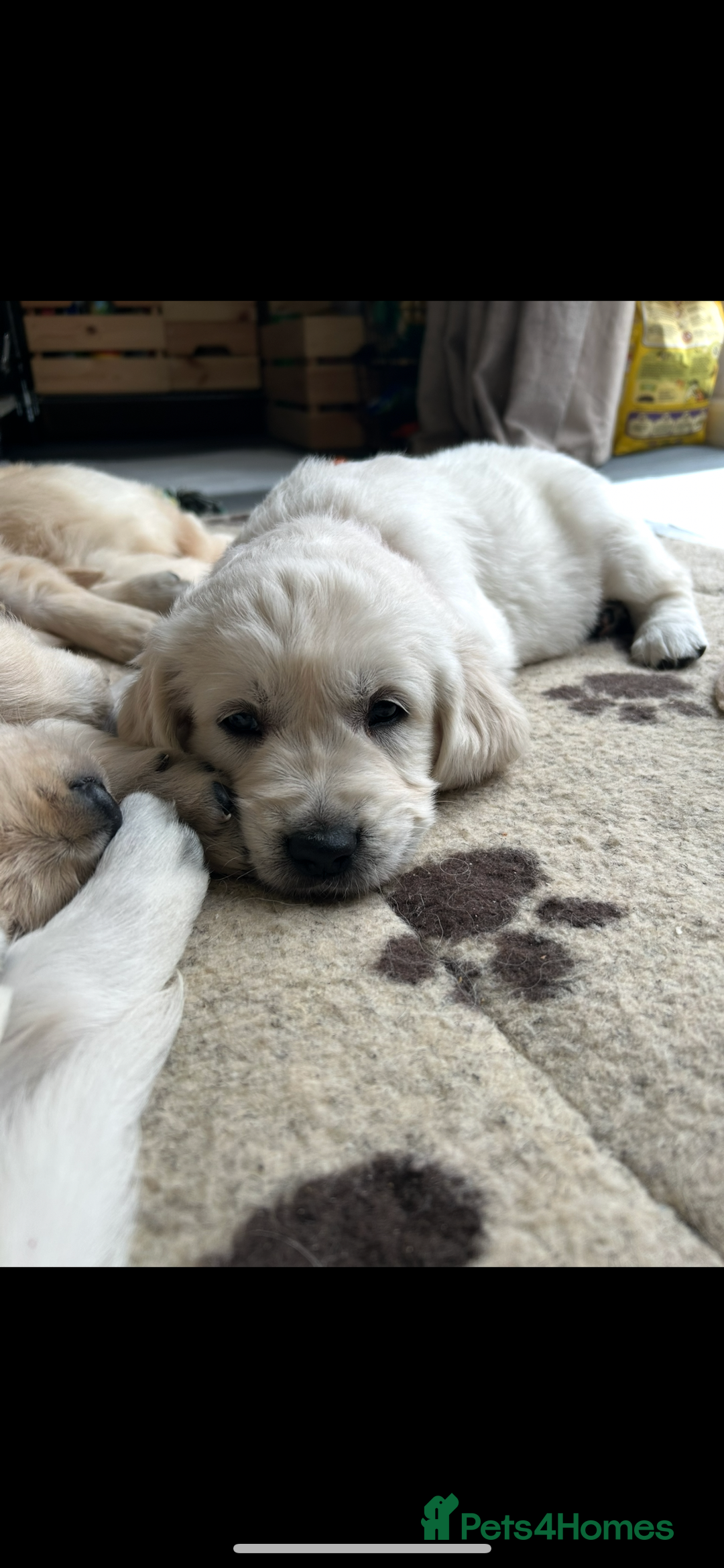 Golden Retriever dogs for sale: Golden retriever pups  - Image 5