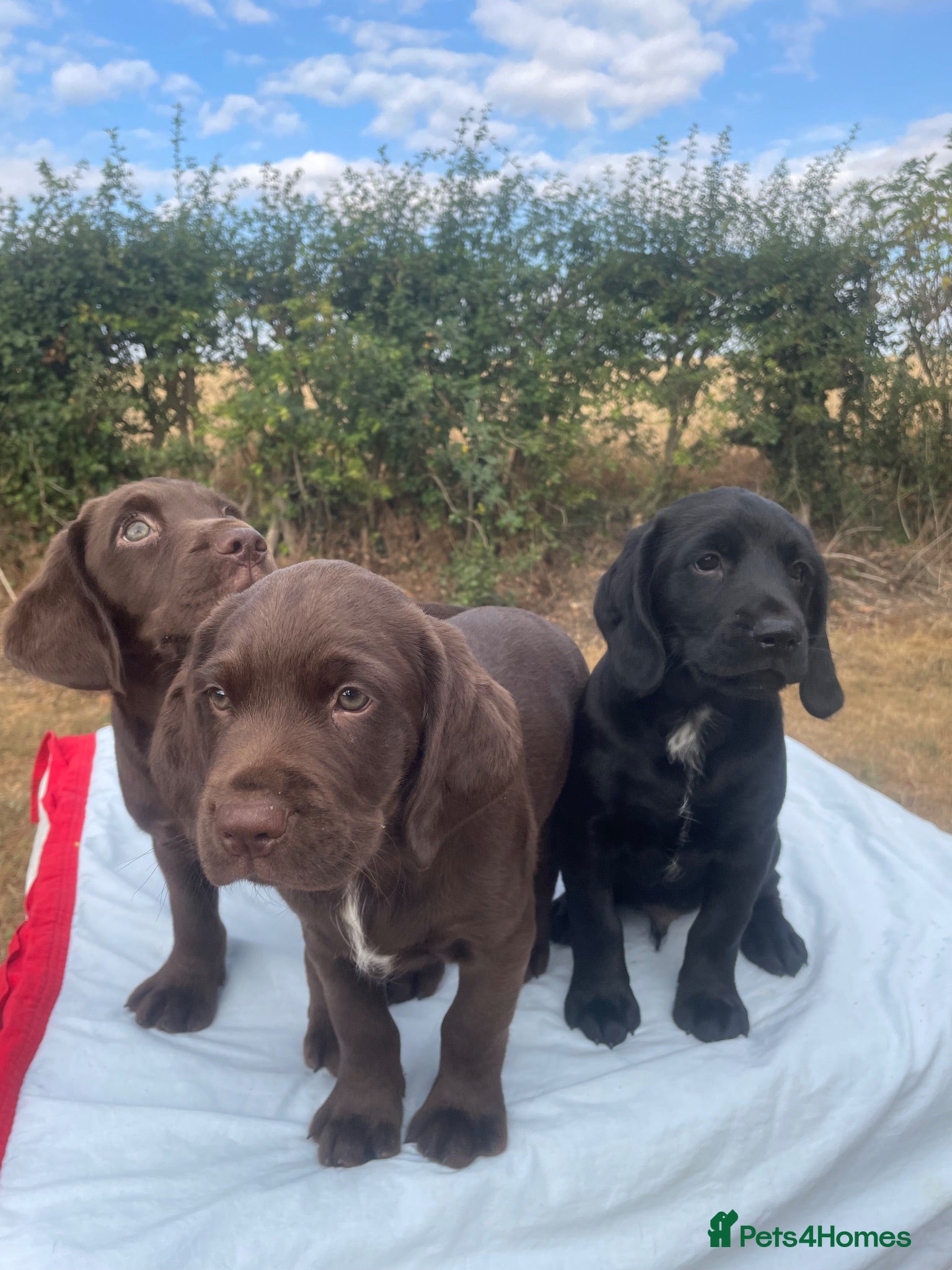 Mixed Breed dogs Gorgeous litter of LAB x SPANIEL puppies.  - Advert 2