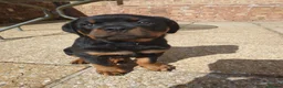 Rottweiler dogs for stud: Proven kc reg Health tested hip and elbow scored - Advert 12