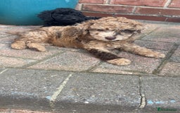 Miniature Poodle dogs for sale: Miniature poodles REDUCED READY TO LEAVE NOW  - Image 33