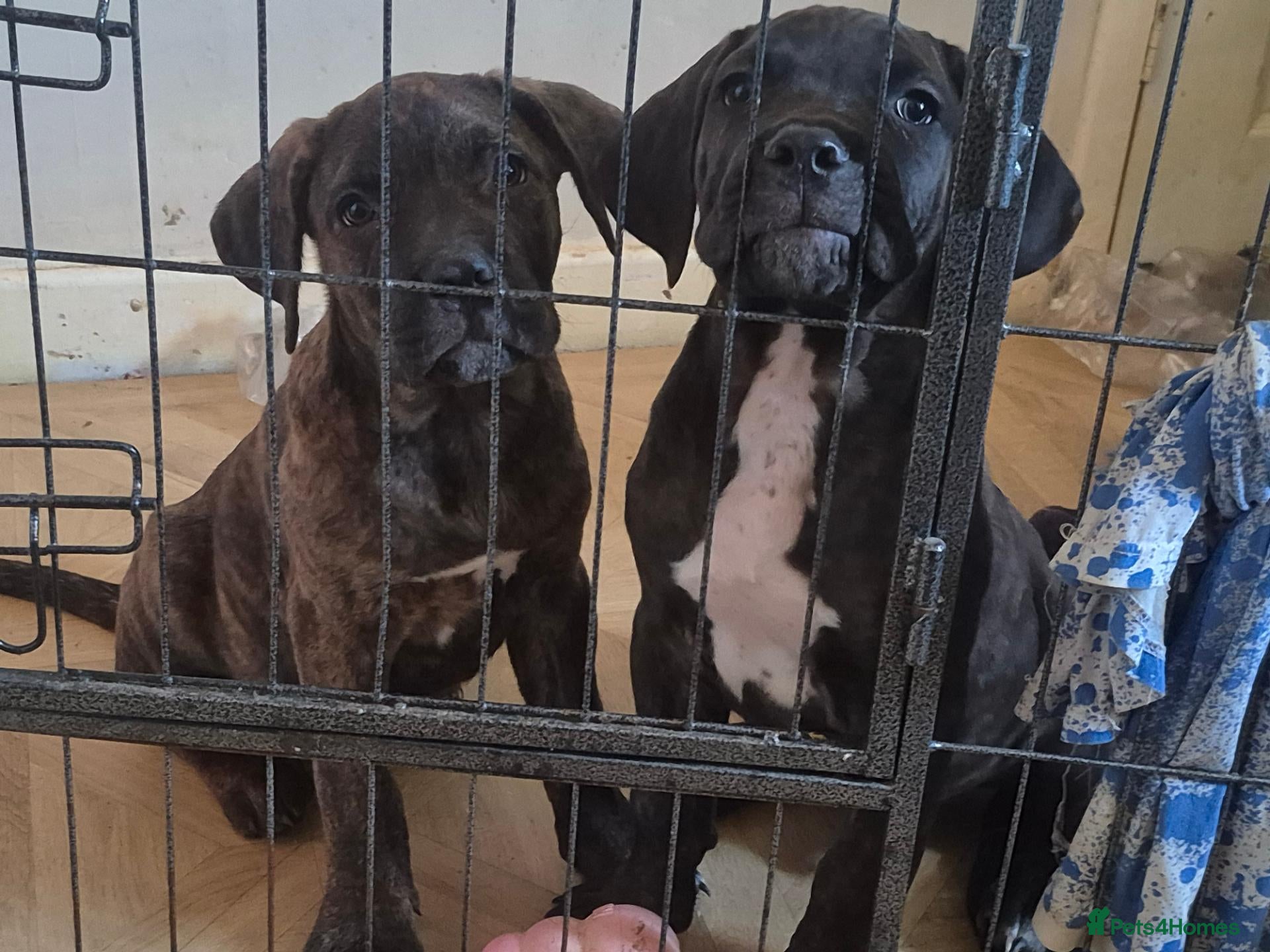 Cane Corso dogs new videos of Cane corso pups   - Advert 3
